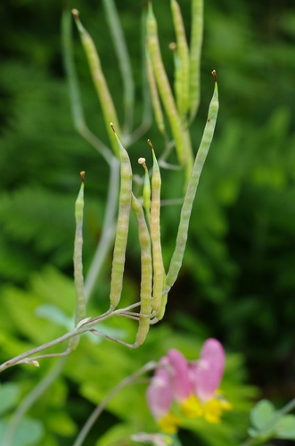 Pale Corydalis detail
