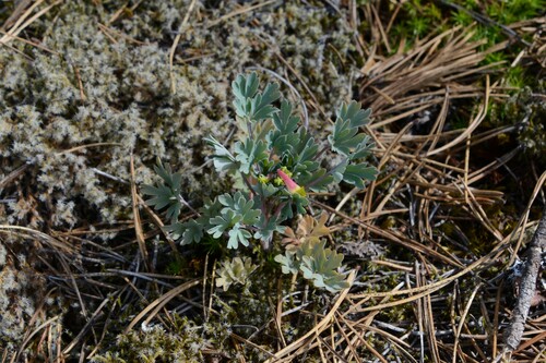 Pale Corydalis detail