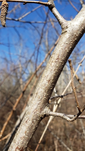 American Hazelnut detail