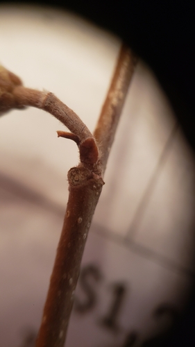American Hazelnut detail