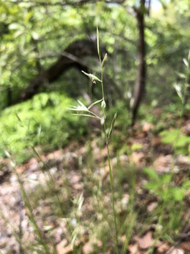 Poverty Oat Grass detail