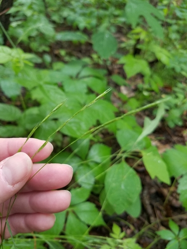 Poverty Oat Grass detail