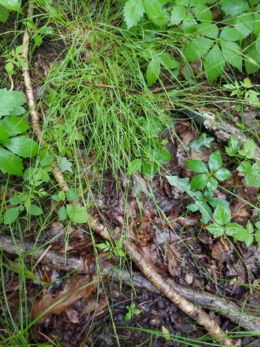 Poverty Oat Grass detail