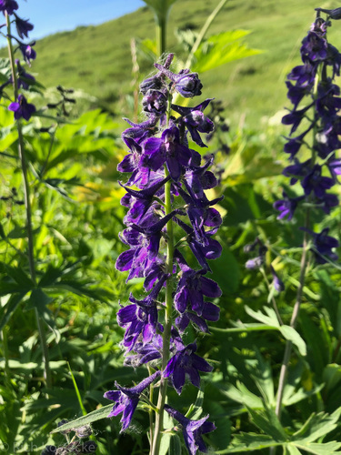 Tall Larkspur detail