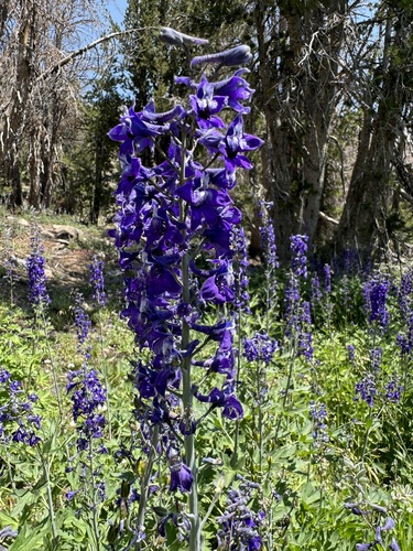 Tall Larkspur detail