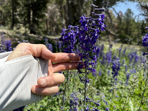 Tall Larkspur detail