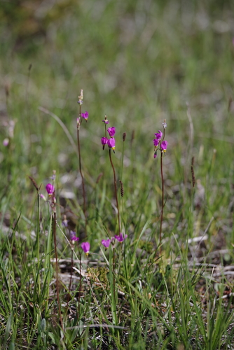 Midland Shooting Star detail