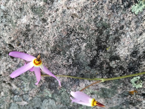Midland Shooting Star detail