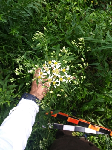 Flat-topped Aster detail