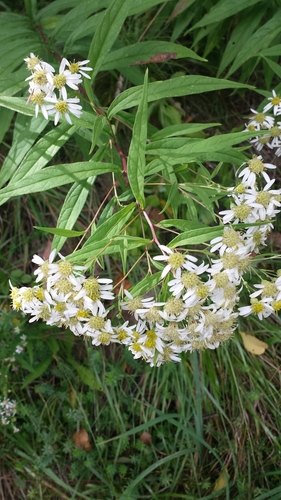 Flat-topped Aster detail