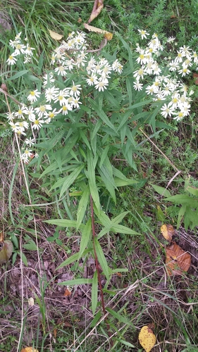 Flat-topped Aster detail