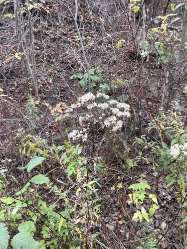 Flat-topped Aster detail