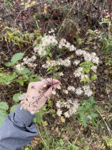 Flat-topped Aster detail