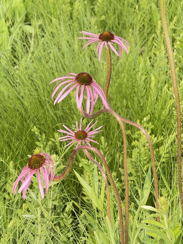 Pale Purple Coneflower detail