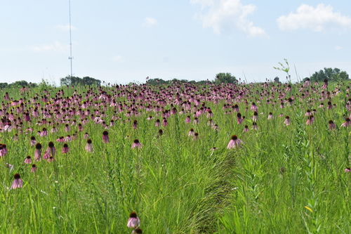 Pale Purple Coneflower detail