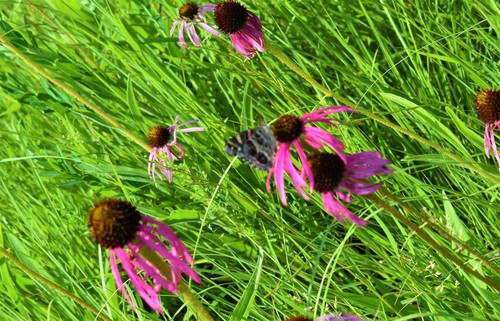 Pale Purple Coneflower detail