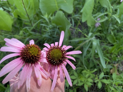 Pale Purple Coneflower detail