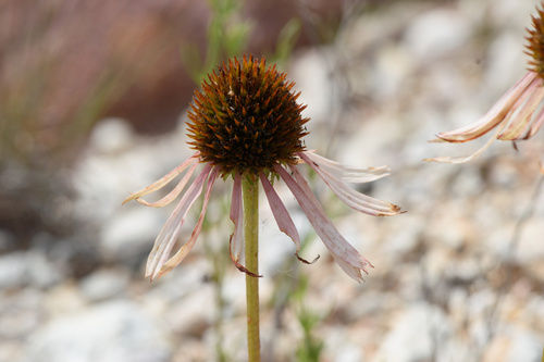 Bush's Coneflower detail