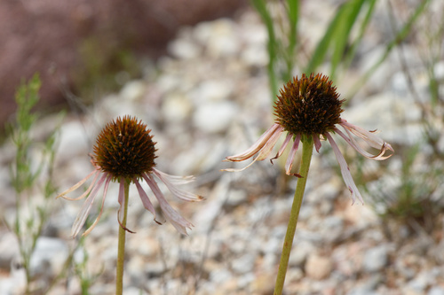 Bush's Coneflower detail