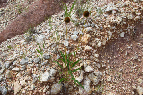 Bush's Coneflower detail