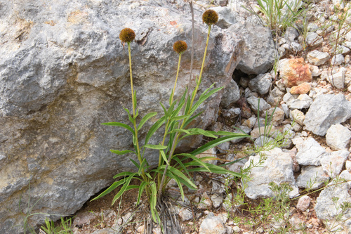 Bush's Coneflower detail