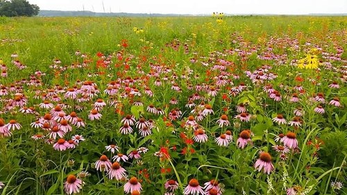 Purple Coneflower detail