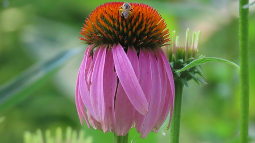 Purple Coneflower detail