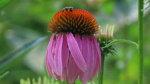 Purple Coneflower detail