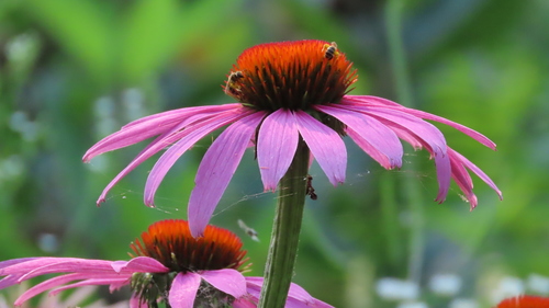 Purple Coneflower detail