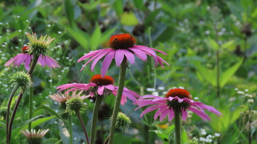 Purple Coneflower detail