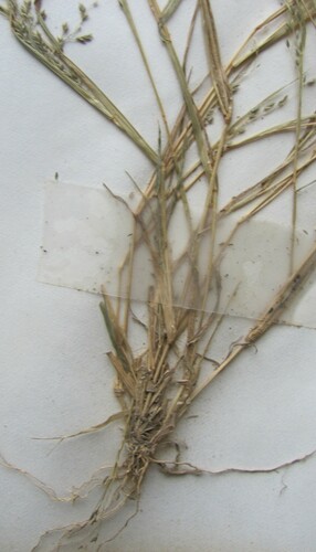 Purple Love Grass detail