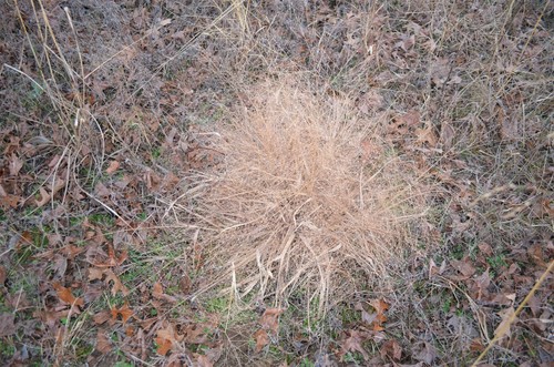 Purple Love Grass detail