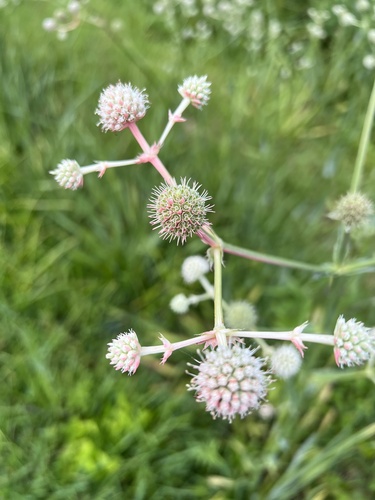 Rattlesnake Master detail