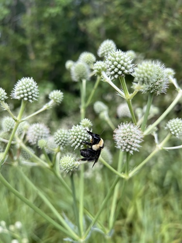Rattlesnake Master detail