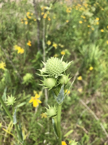 Rattlesnake Master detail