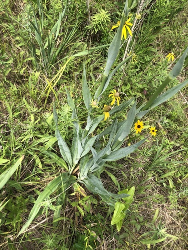 Rattlesnake Master detail