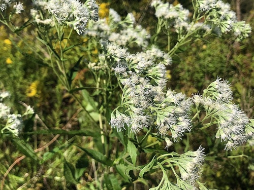 Boneset detail