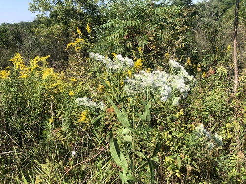 Boneset detail