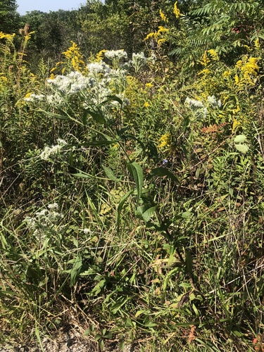 Boneset detail