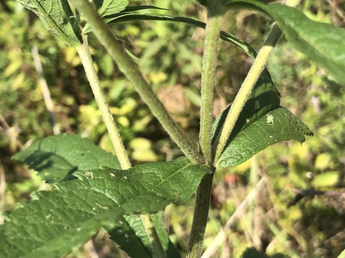 Boneset detail
