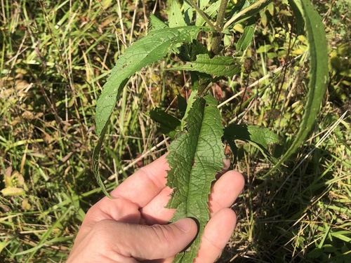 Boneset detail