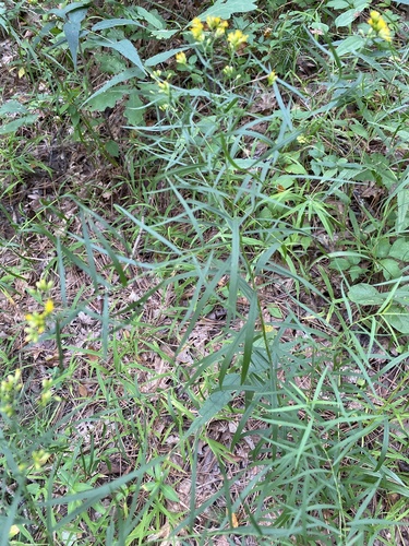 Grass-leaved Goldenrod detail
