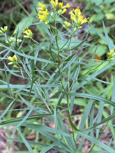 Grass-leaved Goldenrod detail