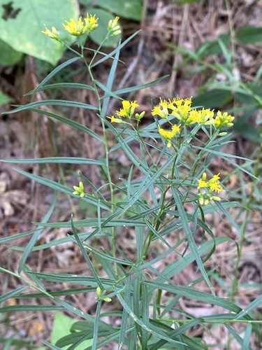 Grass-leaved Goldenrod detail