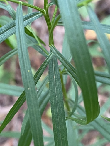 Grass-leaved Goldenrod detail