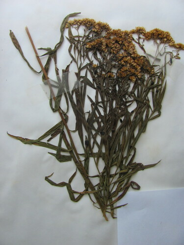 Grass-leaved Goldenrod detail