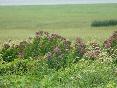Spotted Joe Pye Weed detail