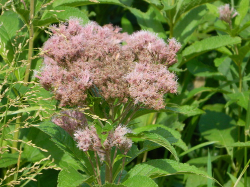Spotted Joe Pye Weed detail