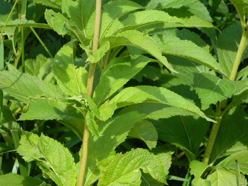 Spotted Joe Pye Weed detail