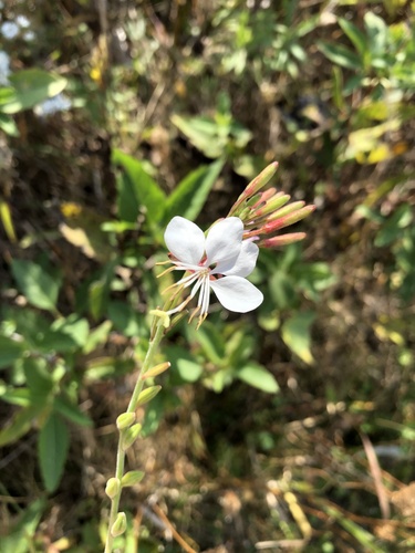 Biennial Gaura detail